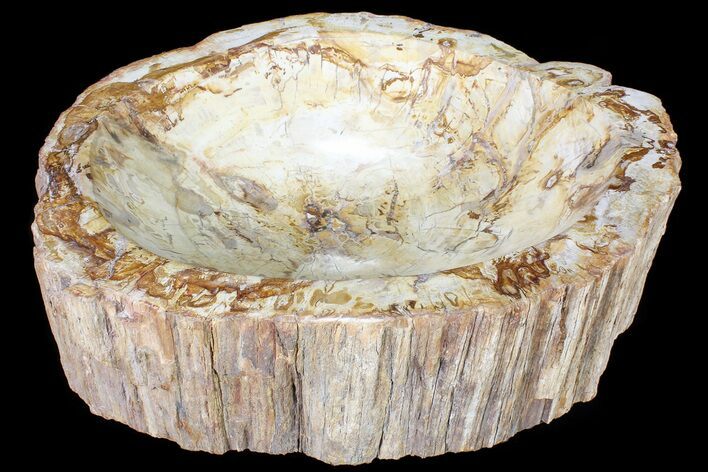Wide Polished Petrified Wood Bowl - lbs #79200
